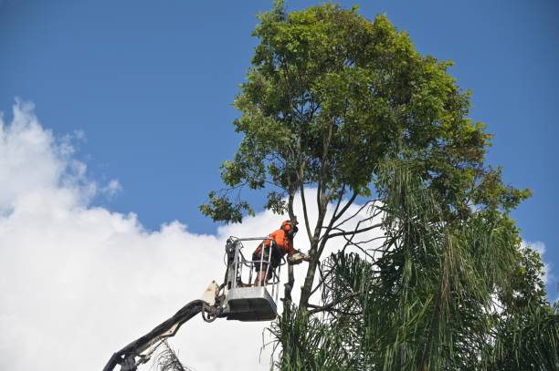 Best Palm Tree Trimming  in South Berwick, ME